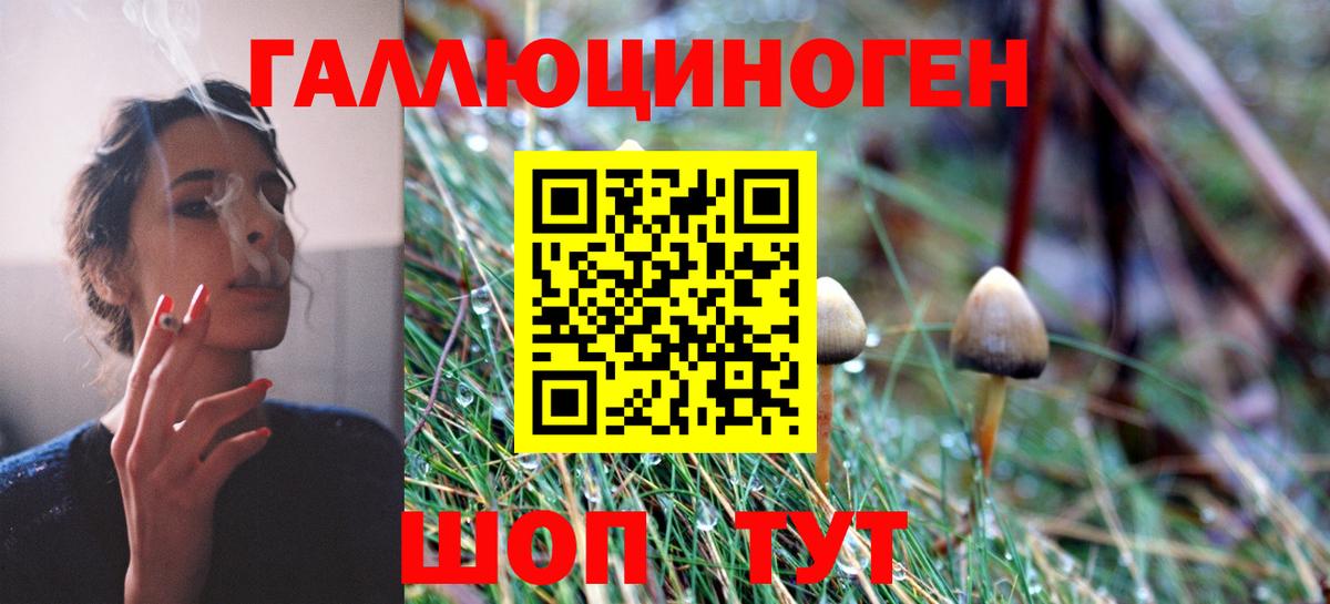 Галлюциногенные грибы Psilocybe Будённовск